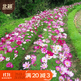 北蔬 格桑花种子苗波斯菊混色四季开花庭院室外花卉籽 格桑花种子半斤