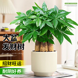 花翁大盆三杆发财树绿植盆栽招财植物办公室内开业盆景金钱树源头直发