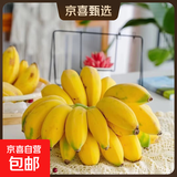 【东东农场专供】广东徐闻苹果粉蕉应季水果新鲜现摘软糯香蕉 净重3斤装9-15根 青果发货