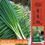 寿禾老品种小香葱种子苗四季家庭种植菜籽 潍育玉条农家葱种子2000粒