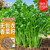 北蔬 香菜籽种子苗耐寒老品种四季芫荽种籽 叶多维香菜籽种子约1300粒