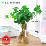 花友水培植物绿植盆栽花卉水养植物土养植物室内办公桌面微景观 常春藤+玻璃瓶+麻绳