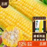 北蔬 水果玉米种子种苗超甜可生食玉米种籽 美甜六号水果玉米种子40g