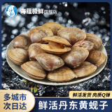海蕴极鲜【活鲜】鲜活黄蚬子 新鲜丹东原产地捕捞蛤蜊烧烤食材 1500g （3斤）