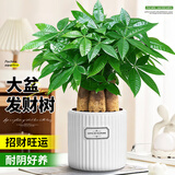 花翁大盆三杆发财树绿植盆栽招财植物办公室内开业盆景金钱树源头直发