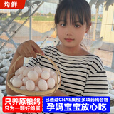 均鲜新鲜土鸽子蛋杂粮喂养农家特产白鸽蛋信鸽蛋孕妇宝宝年货节礼盒装 30枚450g左右精选初生宝宝鸽蛋