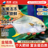 翔泰海南大规格金鲳鱼550g1条海鱼生鲜鱼类火锅 海鲜水产