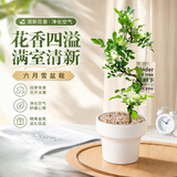 泰西丝九里香盆栽绿植造型花卉四季好养植物室内办公桌面常青苗源头直发