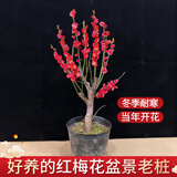 花翁红梅老桩树苗盆栽腊梅盆景花卉室内外庭院耐寒冬季绿植物源头直发