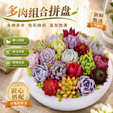 泰西丝多肉盆栽植物桌面绿植摆件组合四季好养耐旱喜阳肉肉盆景源头直发