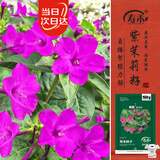 寿禾紫茉莉花种子苗胭脂花四季种植花籽 紫茉莉种子紫红色25g约330粒