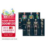 人体肌肉与骨骼解剖挂图（人邮体育出品）