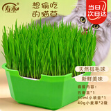 寿禾猫草种子工位种植小麦草水培盆栽猫零食栽培 猫草种子水培套餐