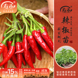 寿禾 各种蔬菜苗活苗带土发货大全菜苗大型苗场秋冬秧苗山东寿光种苗 簇生红小米朝天椒苗 6棵