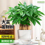 花翁大盆三杆发财树绿植盆栽招财植物办公室内开业盆景金钱树源头直发