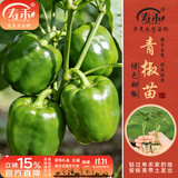 寿禾辣椒苗大全各种椒苗小米椒寿光大型苗场秧苗朝天椒带土蔬菜种子 【不辣】（绿甜椒）青椒苗6棵
