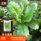 北蔬茼蒿菜种子苗大叶茼蒿皇帝菜家庭阳台蔬菜籽 大叶茼蒿种子15gx2包