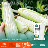 北蔬 白糯玉米种子苗鲜食粘香秋冬大棒蔬菜种籽 京科糯2000E40gx2包
