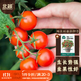 北蔬 矮生番茄种子苗蔬菜红珍珠小西红柿种籽 矮生盆栽红番茄种子50粒