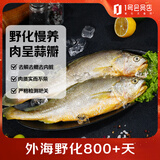 1号会员店（One's Member） 冷冻野化三去黄花鱼 宁德大黄鱼800g/2条 生鲜鱼类 海鲜 中秋