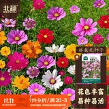 北蔬 波斯菊野花种子苗四季开好种盆栽花卉籽 格桑花种子20g约2000粒