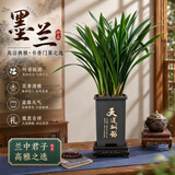 沭之美兰花苗浓香型报岁兰盆栽桌面客厅办公室四季常青好养花卉源头直发