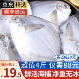 朵芙青岛海捕银鲳鱼 4斤 白鲳扁鱼平鱼 海鱼 生鲜鱼类 海鲜水产 5-7/斤 4斤码头直供