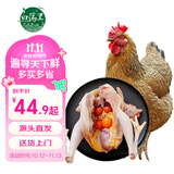 白荡里安徽发货 生鲜鸡肉 黄油老母鸡 净含量2斤*2只 源头直发
