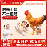杨博士皖南散养仔公鸡1只 净重1斤及以上 未打鸣童子鸡源头直发