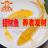 黄金蝴蝶鲤招财风水龙蝶鲤冷水龙凤锦鲤观赏鱼中小型金鱼苗活体 长尾黄金锦鲤6-8厘米 一条