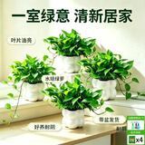 行湘绿萝盆栽水培绿植新房除甲醛绿植办公室净化空气花卉植物源头直发