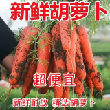 胡萝卜10斤装整箱沙地萝卜新鲜蔬菜脆甜爽口带泥批发农家现挖胡萝 胡萝卜 5斤装