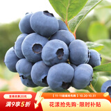 虹越（HONGYUE）蓝莓果苗盆栽苗 南方北方庭院阳台种植果树苗HN 【果大易养】“沃农”1加仑