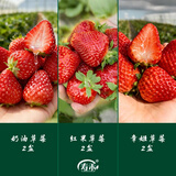寿禾草莓苗带土发货大苗寿光大型苗场四季带盆栽好蔬菜苗批发种子秧苗 奶油红果章姬各2盆（共6盆）