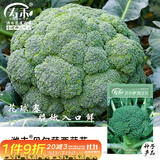 寿禾耐寒西兰花种子苗秋季种植蔬菜种籽 潍丰贝尔萨西兰花种子150粒