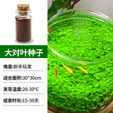 疯狂水草水草种子水培绿植水草植物种子直接入缸鱼缸造景水草籽种子大对叶