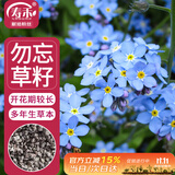 寿禾勿忘我种子苗家庭盆栽种植花卉种籽 潍丰寿艺勿忘我种子2500粒