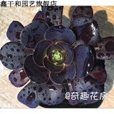 多肉植物精品组合多肉花盆迷你盆栽办公室多肉 黑色 圆叶法师小单头