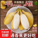 京喜加正宗苹果蕉徐闻新鲜香蕉软糯香甜当季水果青蕉发货需催熟 （带箱1斤）净重0.8斤