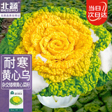 北蔬黄心乌塌菜种子苗奶油黄心菜蔬菜籽 皇欣1号黄心菜种子20g约1万粒