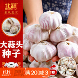 北蔬大蒜种子老品种多瓣山东寿光蔬菜苗 山东大蒜种子5斤源头直发包邮