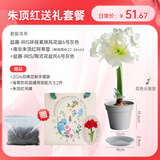海蒂的花园旗舰店南非朱顶红进口重瓣种球室内阳台球根花卉植物保证对版种球 阿弗雷送礼套餐【26年新球】【灰色盆托】 12+