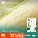 北蔬 白甜糯玉米种子苗早熟超甜大棒型 白玉糯909玉米种子200g约700粒