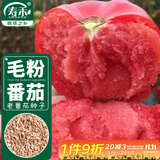 寿禾毛粉沙瓤番茄种子种苗西红柿秋冬菜籽 潍育粉冠大番茄种子100粒