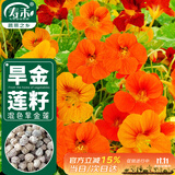 寿禾 旱金莲种子苗旱荷花盆栽花卉种子 潍育寿艺旱金莲混色种子150粒