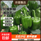 新鲜绿菜椒现摘山东圆椒青椒太空甜椒蔬菜灯笼椒生吃蔬菜沙拉 山东新鲜圆椒净重1.8斤