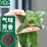 寿禾 薄荷种子种苗可食用盆栽香草花草种籽 潍育柠檬薄荷种子2千粒