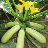 播种心情 家庭种植蔬菜种子孑籽大全四季播种阳台盆栽农家庭院小菜园有机 西葫芦种子2包