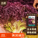 北蔬 紫生菜种子种苗红叶生菜速生耐热四季菜种籽 紫叶生菜种子2000粒