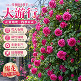 行湘爬藤月季花苗绿植盆栽阳台花园地栽植物阳台花卉爬墙耐寒源头直发